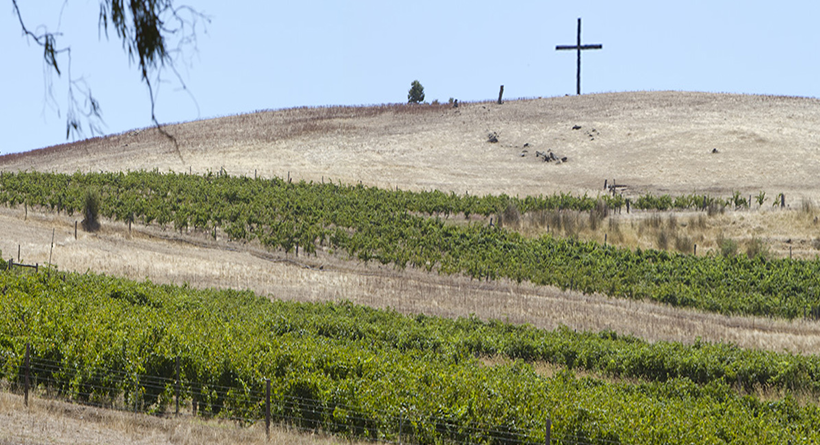 Dandelion Vineyard